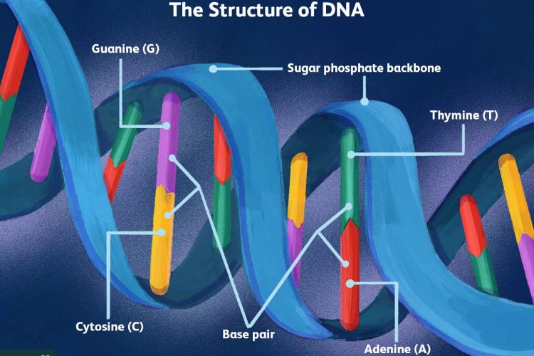 what-is-dna-5091986-FINAL-bb2203ccd5134eec824f3749450967f9
